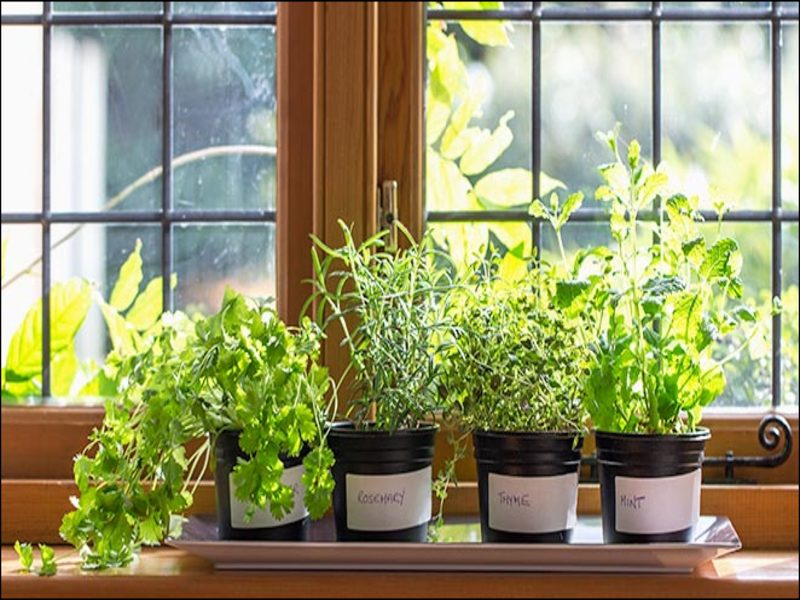 Kruidenplantjes In De Keuken